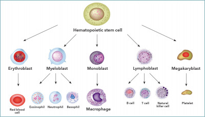 immune system cells lineage
