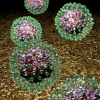Hepatitis B virus