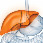 liver illustration digestive tract