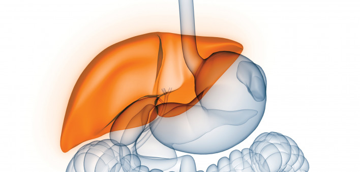 liver illustration digestive tract