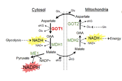 pancreatic cancer discoveries, Hijacked malate-aspartate shuttle