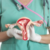 Female reproductive system