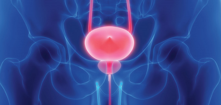 prostate bladder illustration