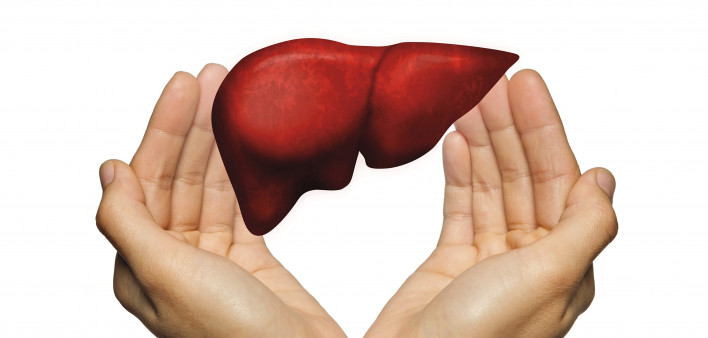 hands and liver illustration