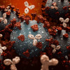 Antibodies attacking SARS-CoV-2, the coronavirus that causes COVID-19