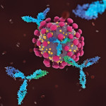 Antibodies attacking COVID-19
