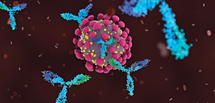 Antibodies attacking COVID-19