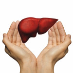 hands and liver illustration