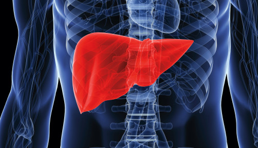 illustration of human body showing liver