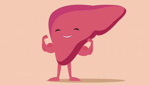 illustration of liver flexing muscles