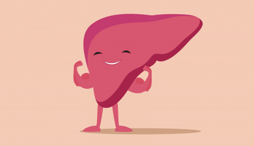 illustration of liver flexing muscles