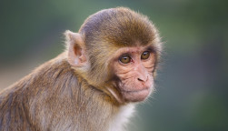 Rhesus macaque