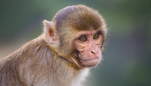 Rhesus macaque