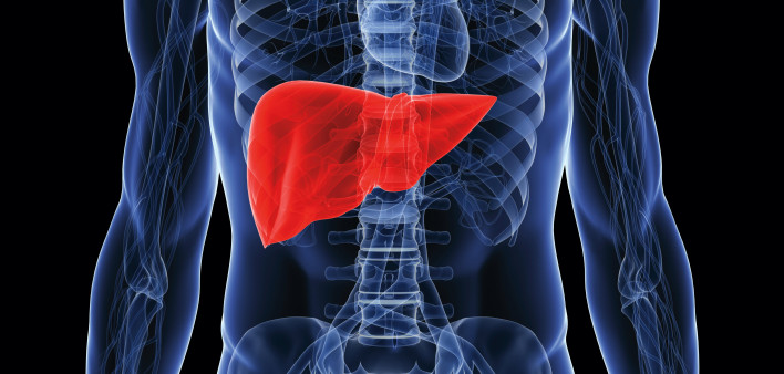 illustration of human body showing liver