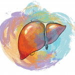 illustration of a liver