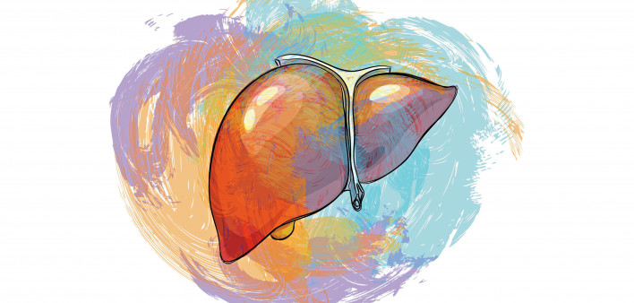 illustration of a liver