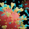 Abs COVID-19 antibody