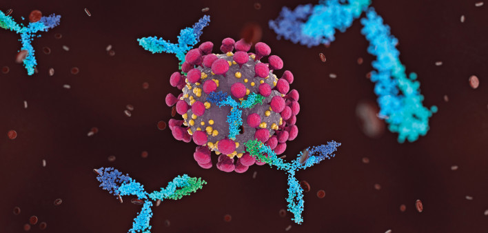 Antibodies attacking COVID-19