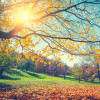 Sunny autumn landscape with golden trees and blue sky in countryside