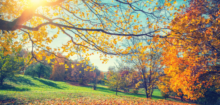 Sunny autumn landscape with golden trees and blue sky in countryside