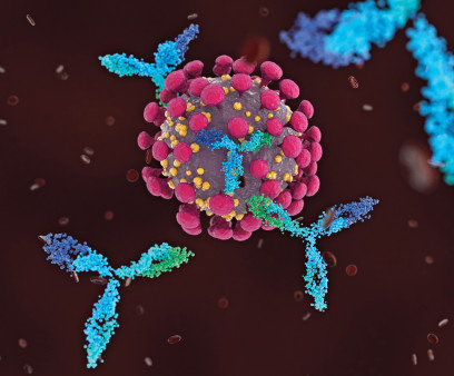 Antibodies attacking COVID-19