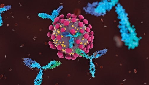 Antibodies attacking COVID-19