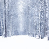 Winter snowy day in a beautiful at the edge of the forest