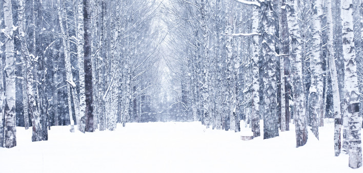 Winter snowy day in a beautiful at the edge of the forest