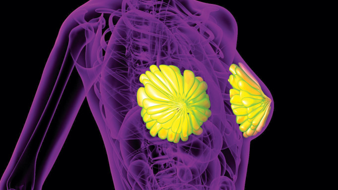 3d rendering medical illustration of the human breast