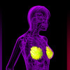 3D rendering of the breast