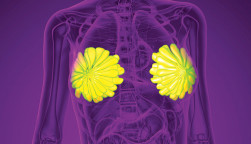 3d rendering medical illustration of the human breast