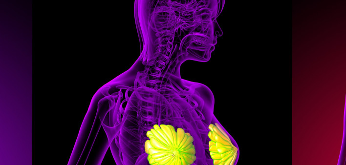 3D rendering of the breast