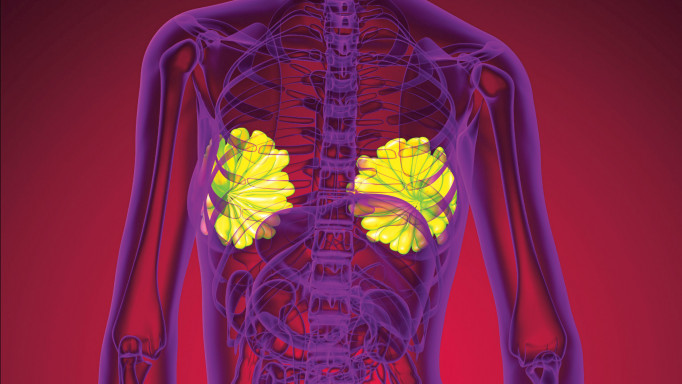 3d rendering medical illustration of the human breast