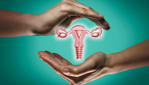 hands and female reproductive system illustration