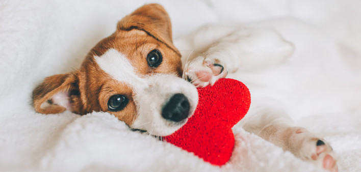 Adorable puppy Jack Russell Terrier with red heart on white blanket. Greeting card for Valentine's day.