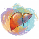 illustration of a liver