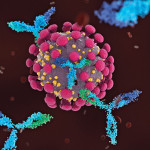 Antibodies attacking COVID-19