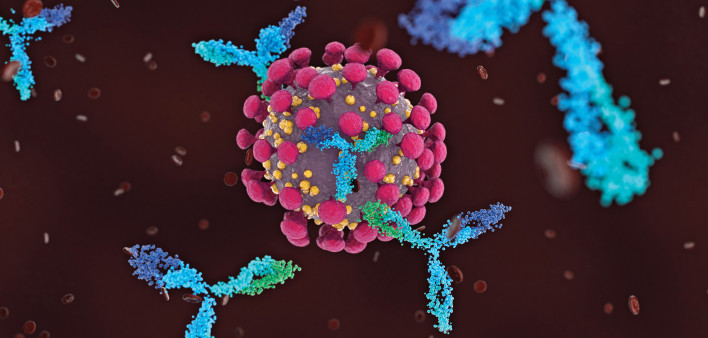 Antibodies attacking COVID-19