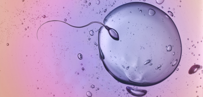 human sperm and egg