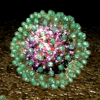 Hepatitis B virus