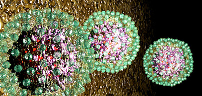 hepatitis B, HBV