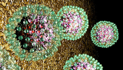 hepatitis B, HBV