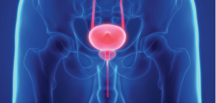 prostate bladder illustration