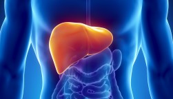 illustration of the liver in the body