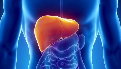 illustration of the liver in the body
