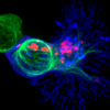 A T cell (blue) attacking an infected cell (green). There are several types of T cells, including naive T cells, which have never encountered an antigen.