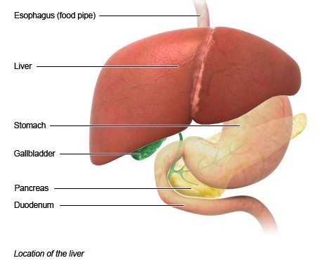 Location of the liver