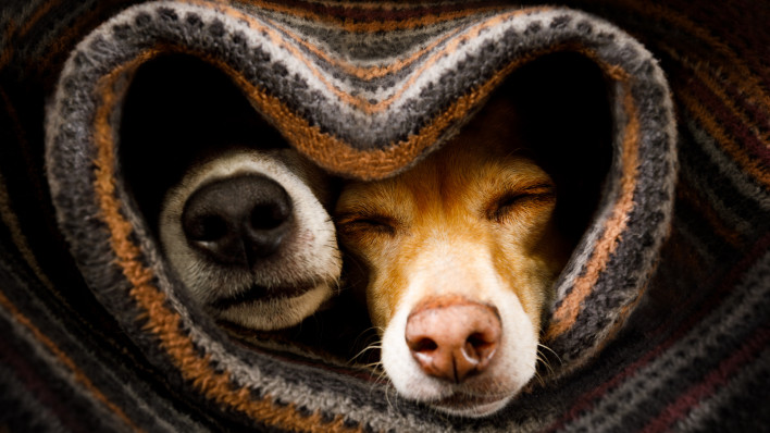 couple of dogs in love sleeping together under the blanket in bed in heart form, warm and cozy and cuddly