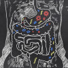 Gut bacteria