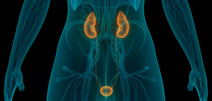 illustration of human body kidneys and bladder